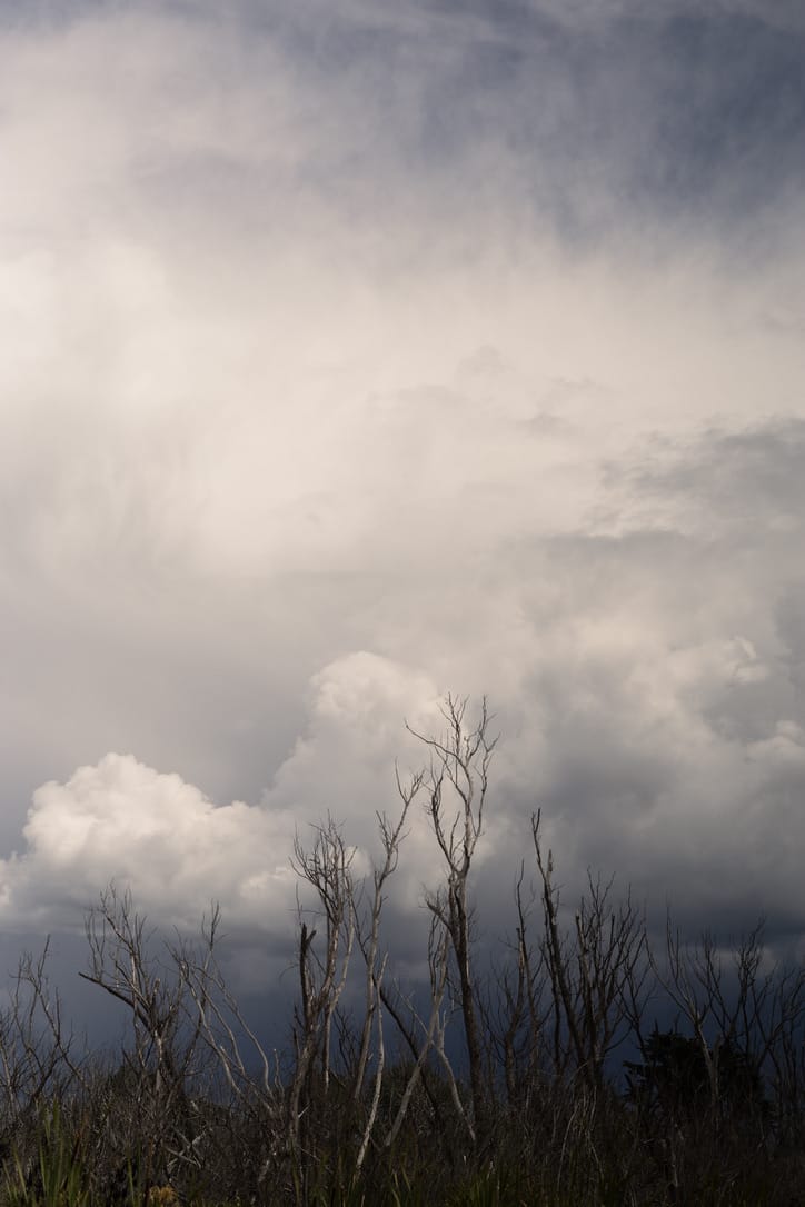 Dead trees reaching up in the centre of the frame against a backdrop of grey, textured clouds.